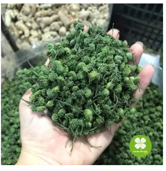 Nụ hoa tam thất sấy khô (100gram) loại thượng hạng - LV068